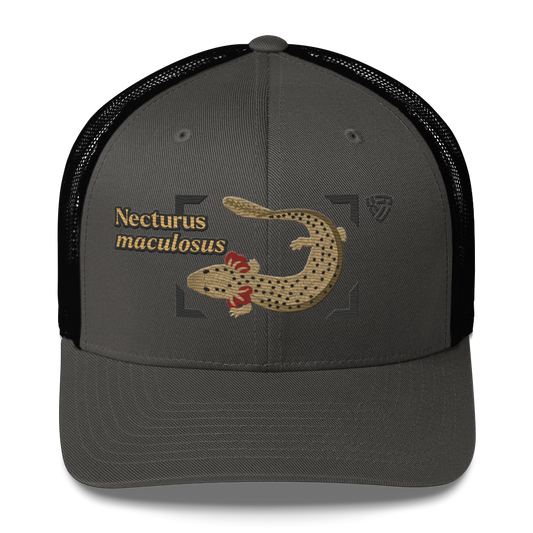 Common Mudpuppy "Necturus maculosus" Embroidered Charcoal Grey & Black Trucker Hat Front Mockup